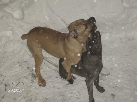 Cane corso *MILO* billede 4