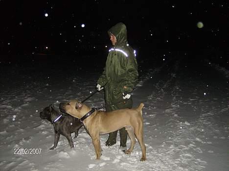 Cane corso *MILO* billede 5