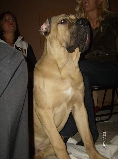 Cane corso *MILO* billede 6