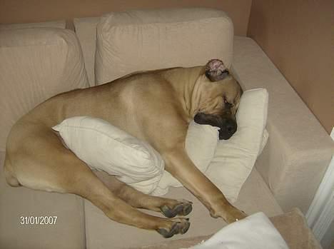 Cane corso *MILO* billede 7