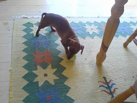 Gravhund Frida -  hendes elskede bold  billede 5