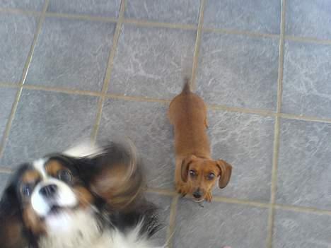 Gravhund Frida - nøøøj hva er det du har der ?  billede 6