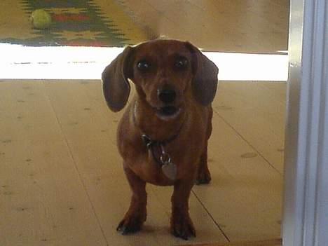 Gravhund Frida - hmm hvad sker der der ude  billede 7