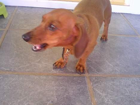 Gravhund Frida - spiser billede 8