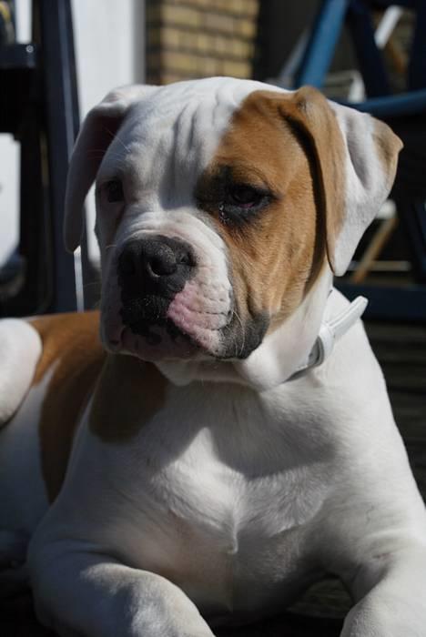 Amerikansk bulldog Victor billede 6