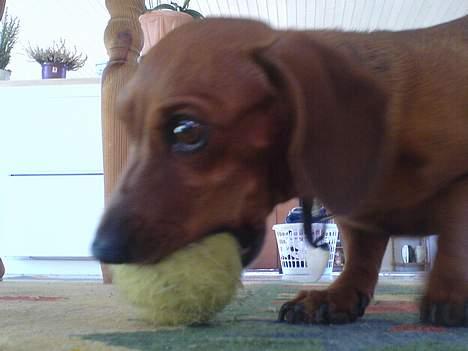 Gravhund Frida - hendes elskede bold igen vis ikk hun har den står hun og piver.... for at få den  billede 9