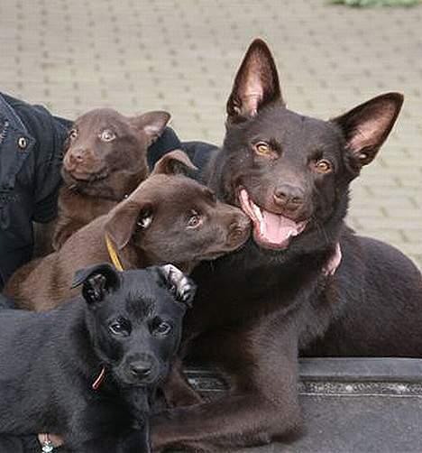 Australsk kelpie DINGO - Dingo d. 160207. Her er min far og os hvalpe hos Helle billede 2