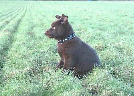 Australsk kelpie DINGO - 010307. Første dag på Lolland billede 3