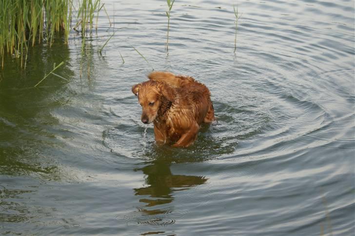 Golden retriever Rollo - Kær hund ? XD billede 18