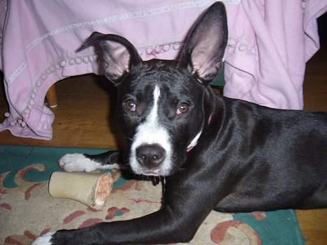 Amerikansk staffordshire terrier madonna billede 11