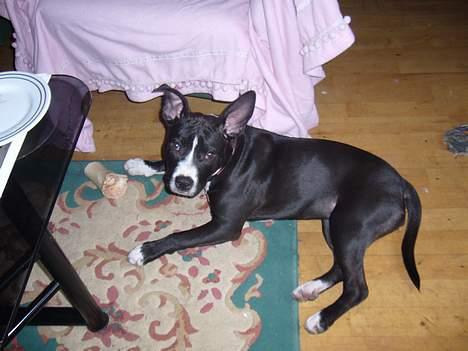 Amerikansk staffordshire terrier madonna billede 12