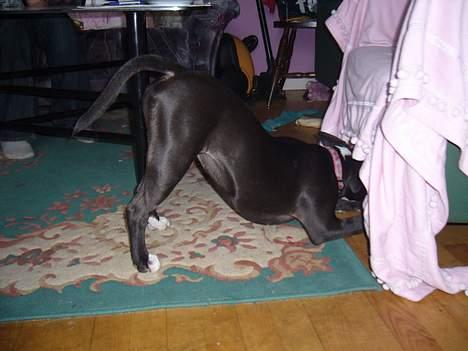 Amerikansk staffordshire terrier madonna billede 13