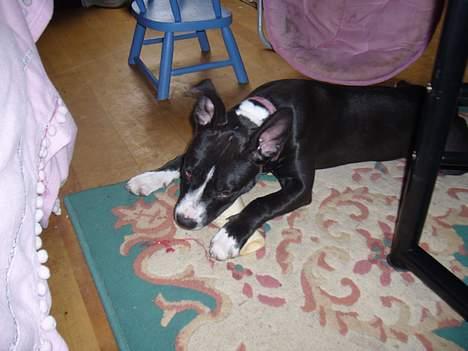 Amerikansk staffordshire terrier madonna billede 14