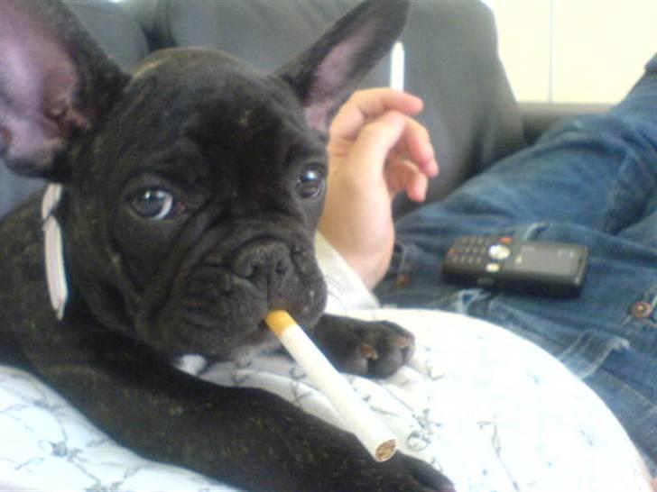 Fransk bulldog Paya billede 1