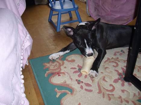 Amerikansk staffordshire terrier madonna billede 15