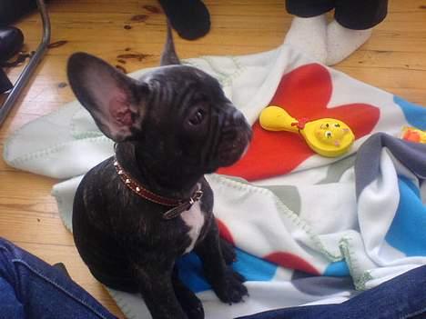 Fransk bulldog Paya billede 2