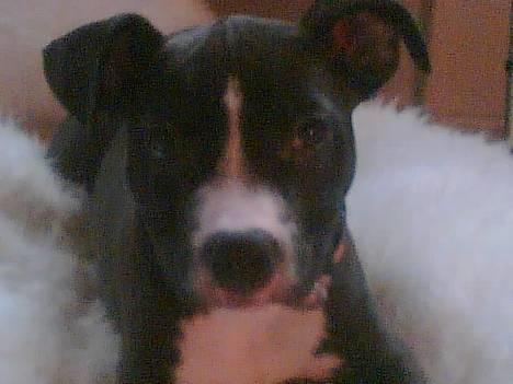 Amerikansk staffordshire terrier madonna billede 16