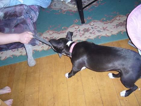 Amerikansk staffordshire terrier madonna billede 17