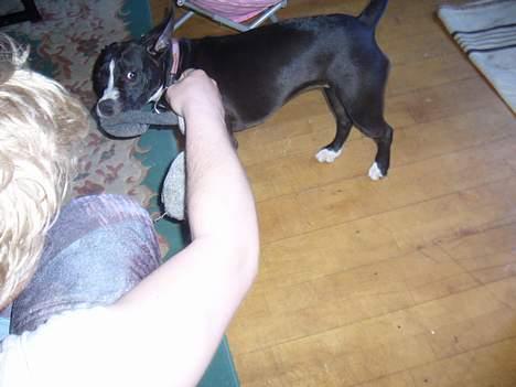 Amerikansk staffordshire terrier madonna billede 18