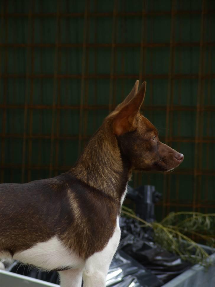 Blanding af racer lubbi billede 1