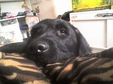 Blanding af racer Rollo<3 billede 3