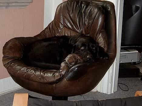 Blanding af racer Rollo<3 billede 4