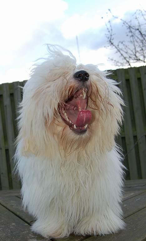 Coton de tulear Valde - Farlig løøøøøve! billede 15