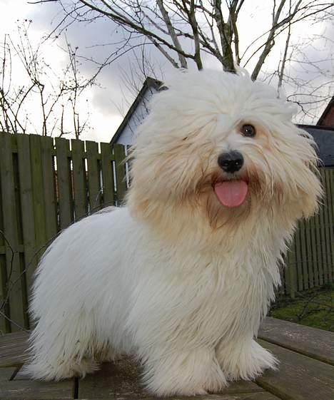 Coton de tulear Valde billede 16