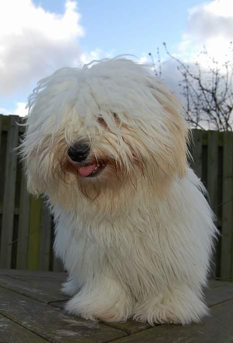 Coton de tulear Valde billede 17