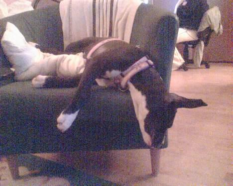 Amerikansk staffordshire terrier madonna billede 19