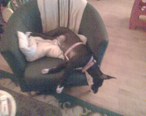 Amerikansk staffordshire terrier madonna billede 20