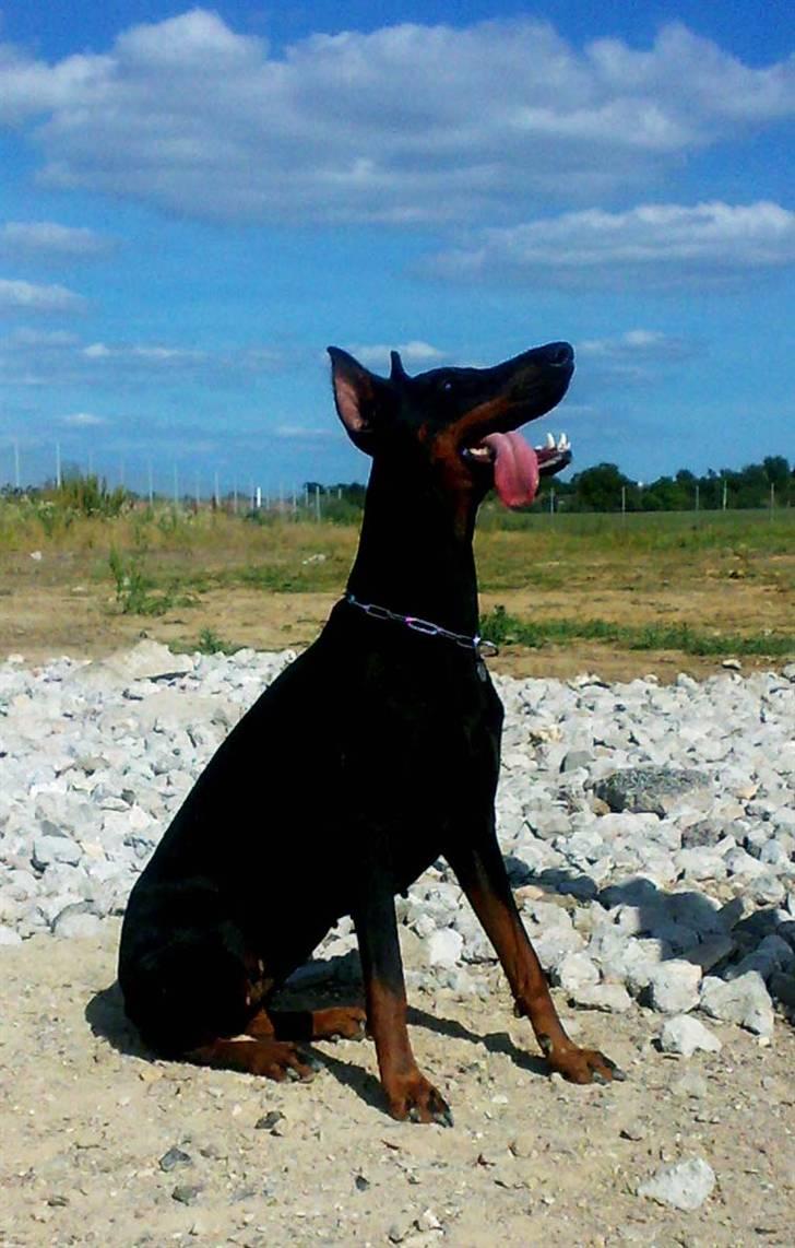 Dobermann Sakura billede 1