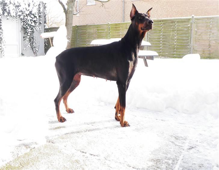 Dobermann Sakura billede 3