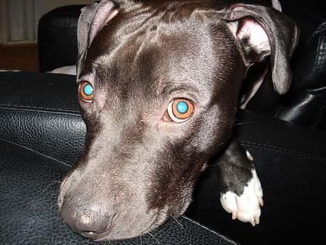 Amerikansk staffordshire terrier Miglo billede 13