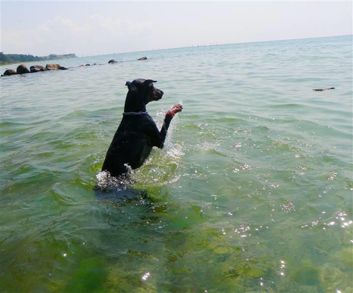 Dobermann Sakura billede 4