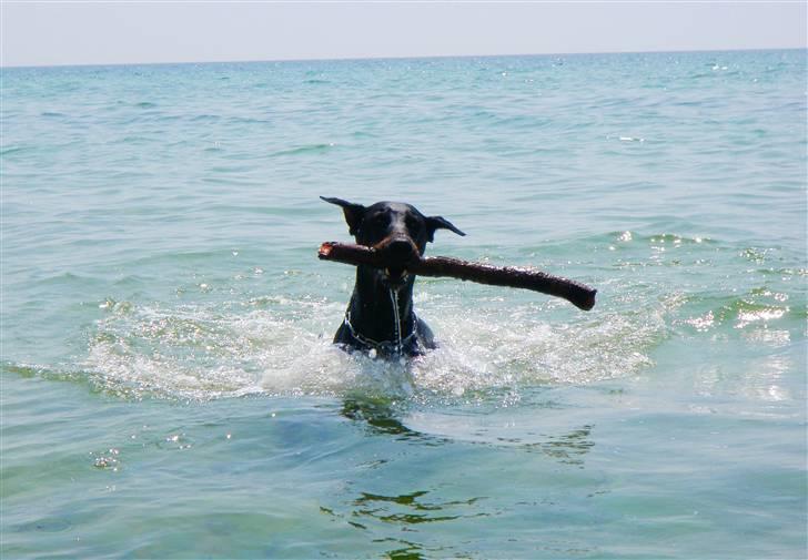 Dobermann Sakura billede 5