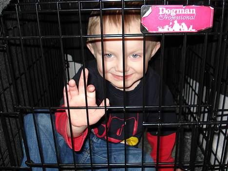 Amerikansk staffordshire terrier Miglo - Børnepasning på højt plan. billede 14