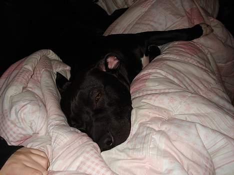 Amerikansk staffordshire terrier Miglo - Når man har passet børn er man bare træt. billede 15