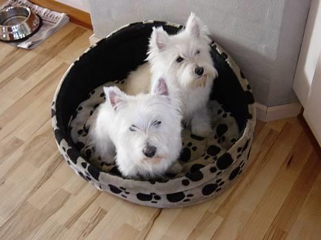 West highland white terrier  amigo,kica billede 1