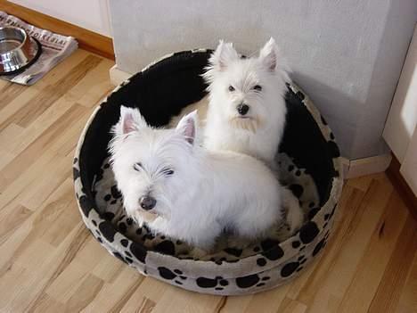 West highland white terrier  amigo,kica billede 2
