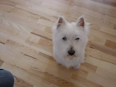 West highland white terrier  amigo,kica billede 3