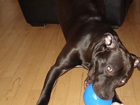 Amerikansk staffordshire terrier Miglo - Du kan bare prøve at tage den... billede 16