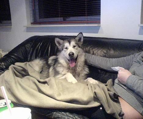 Alaskan malamute Kia - Der er så dejligt her i sofaen sammen med Sandra.. billede 17