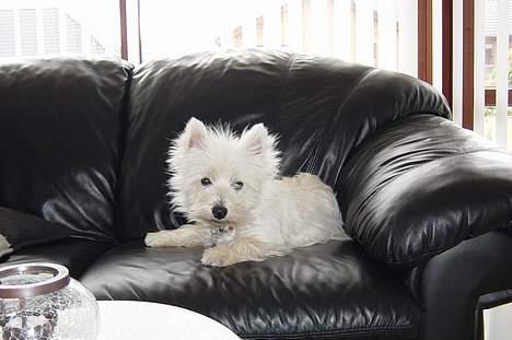 West highland white terrier  amigo,kica billede 4