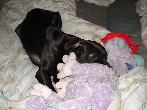 Amerikansk staffordshire terrier Miglo billede 17