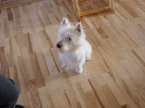West highland white terrier  amigo,kica billede 5