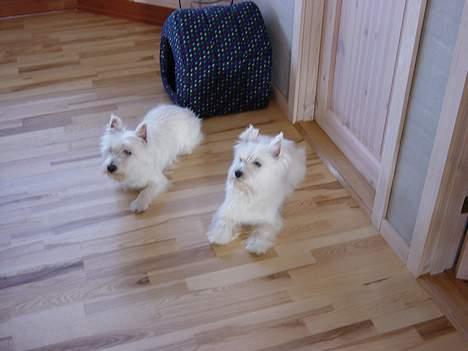 West highland white terrier  amigo,kica billede 6