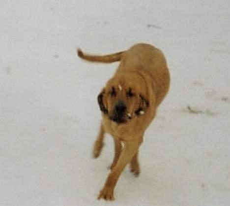 Broholmer Frigga R.I.P. Friksen... billede 10