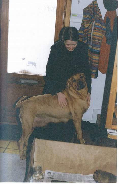 Broholmer Frigga R.I.P. Friksen... - Friggas smukke mor billede 11