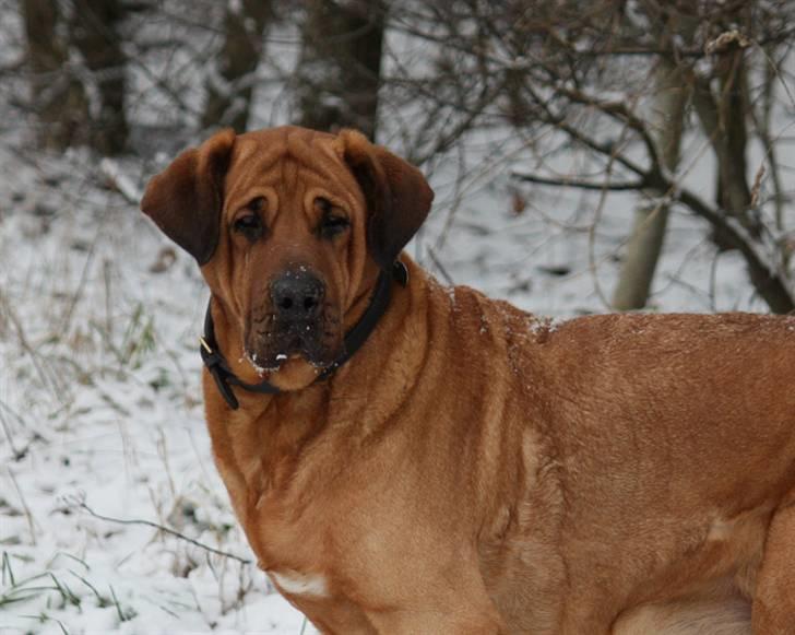 Broholmer Frigga R.I.P. Friksen... billede 12